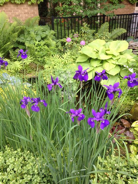 Iris Ferns And Hostas Iris Garden Shade Garden Ladys Mantle Hosta