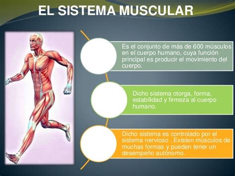 Unidad Iv El Sistema Muscular