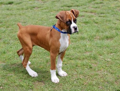 Boxer Puppy Pictures And Information Puppy Pictures And Information