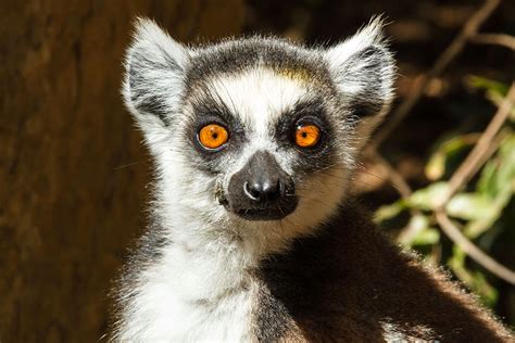 Lemur Animal Symbolic Adoptions From Wwf