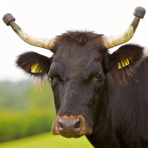 Fileblack Cow Portrait Horn Protectors Wikimedia Commons