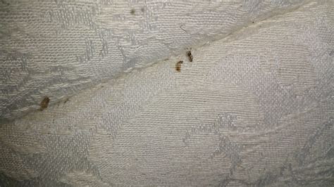 Va Found These Husks Under My Mattress Are They Bedbugs No Live