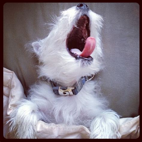 Sleepy Little Bugger Yawn Westie Puppy Westie Puppies Westie Dogs