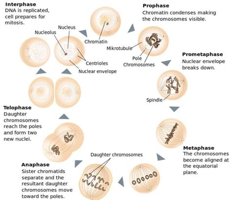 Stages Of Mitosis Through A Microscope Micropedia