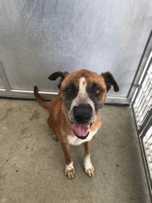 Why go to a dog breeder, cat breeder or pet store to buy a dog or buy a cat. Fort Worth, TX - Shepherd (Unknown Type). Meet Kessler a ...