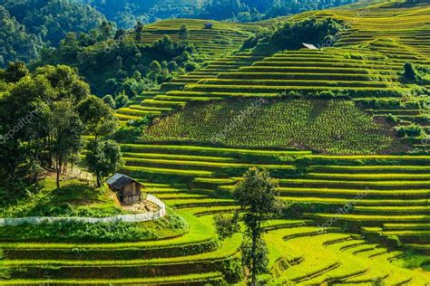 Rice Terraces — Stock Photo © Worachatsodsri 81437936
