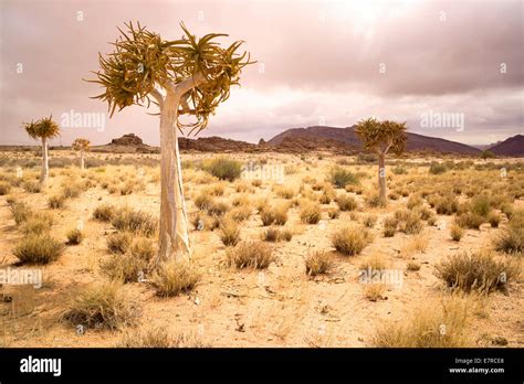 En Route To Klein Pella Northern Cape In South Africa Stock Photo Alamy