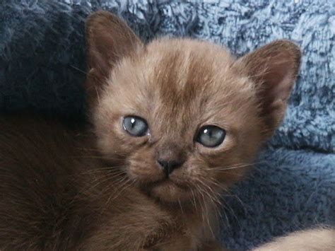 Why Do Kittens Have Blue Eyes Toxoplasmosis