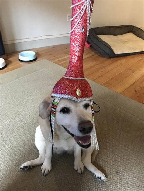 27 Funny Dogs Wearing Hats Caps And Visors √ Photos And Videos Homemade