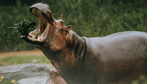 Do Hippos Eat Meat Are Hippos Carnivores