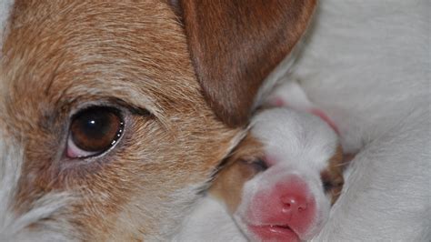 Newborn Puppies Jack Russell Terrier The First Hour Of Puppies Life