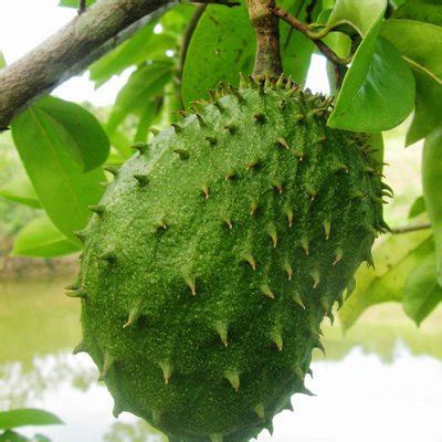 Kebaikan daun durian belanda ialah dapat mengatasi masalah sakit kerongkong, cirit birit, demam, mengurangkan masalah. Khasiat Daun Durian Belanda Yang Anda Perlu Tahu