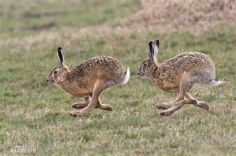 Brown Hare Photos Brown Hare Images Nature Wildlife Pictures