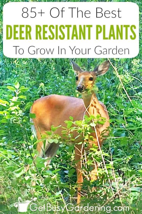 85 Deer Resistant Plants For Your Garden Get Busy Gardening