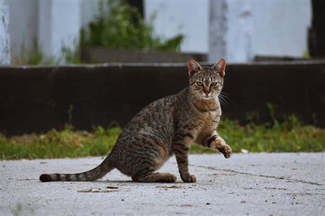 Brown Tabby Cat Sitting On Pavement · Free Stock Photo