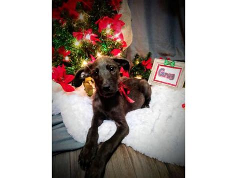 While you can generally the great dane is an unmistakable purebred dog breed, but what about when they make puppies with a. Great Danoodle puppies looking for a loving home in Tulsa, Oklahoma - Puppies for Sale Near Me