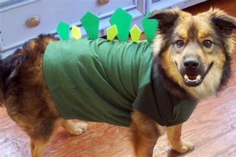 15 Easy And Simple Diy Pet Costumes
