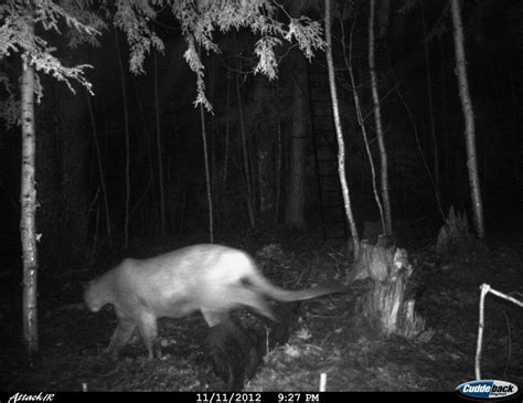 Dnr Verifies Three Upper Peninsula Cougar Photos Taken By Trail Cam
