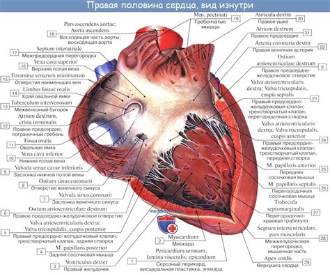где находится правый желудочек сердца человека