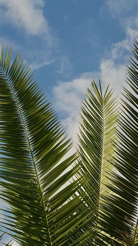 Download Wallpaper 1080x1920 Palm Leaves Branches Sky Clouds