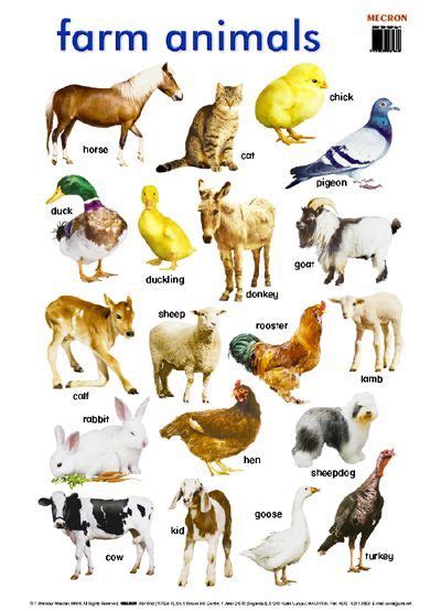 Pin By Photos Are Us On On The Farm Animals Name In English