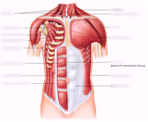 Muscles Of The Anterior Abdomen And Chest Diagram Quizlet