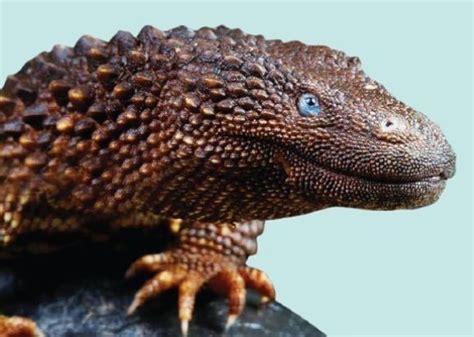 Earless Monitor Lizards Facts And Pictures Monitor Lizard Cute