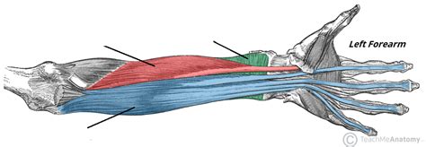 Forearm Muscles Anterior Deep Diagram Quizlet