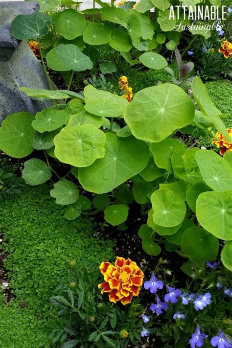 We did not find results for: Stuffed Nasturtium Leaves: Foraging for Your Dinner
