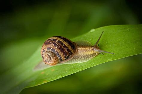 39 Awesome Helix Aspersa Snail Care Insectza