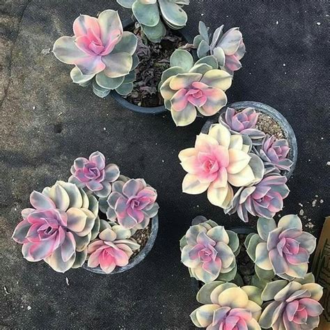 How Beautiful Are These Rainbow Colored Succulents 💕 Photo Kokedama