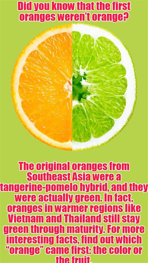 The First Oranges Werent Orange Oranges Orange Fun Facts