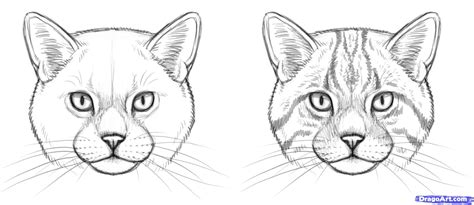 How To Draw Wild Cats Step By Step Forest Animals Animals Free