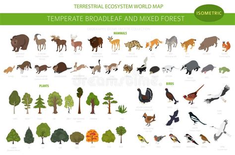 World Biome Map Of Temperate Deciduous Forest The Best Porn Website