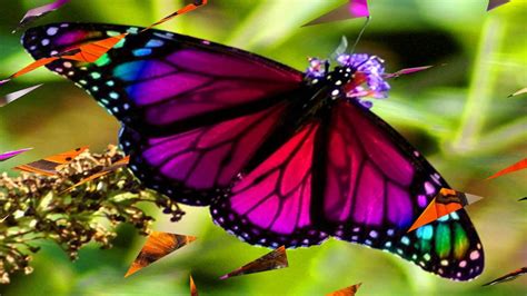 Beautiful And Elegant Color Butterfly Hd1080p Youtube