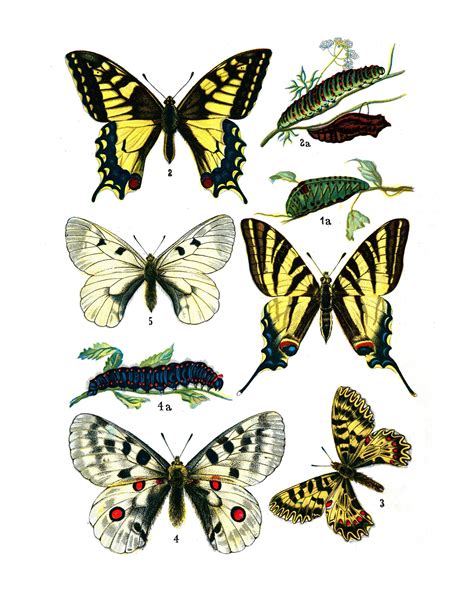 This Is A New Print Of Butterflies Adapted From An Vintage Botanical