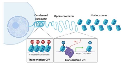Figure 1 From Probing Chromatin Compaction And Its Epigenetic States In