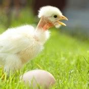 Turken Naked Neck Chicks For Sale Chickens For Backyards