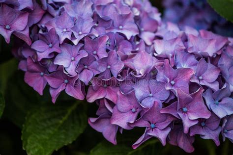 Beautiful Purple Hydrangea Flowers Stock Photo Image Of Hydrangea