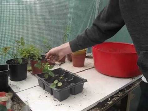 Check spelling or type a new query. How to Transplant your Rooted Rose cuttings - YouTube
