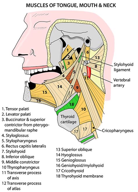 Instant Anatomy Head And Neck Areasorgans Mouth Muscles Dental