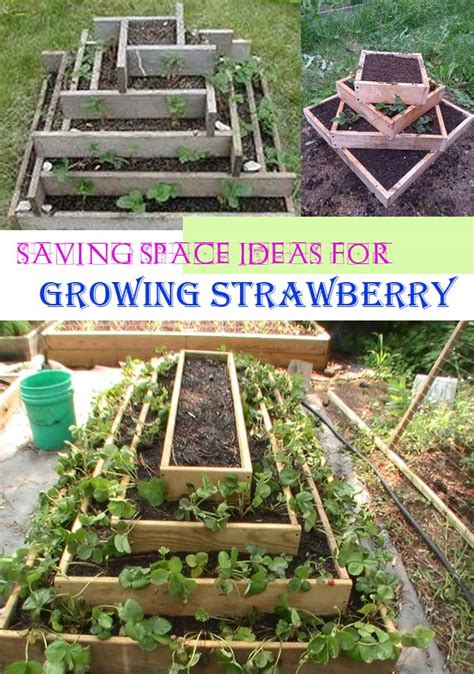 These planters will make sure that your strawberry will grow and produce heavily. DIY Saving Space Ideas for Growing Strawberries ...