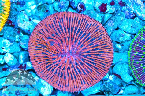 Crazy Awesome Batch Of Colorful Cycloseris Lands At White Corals Reef