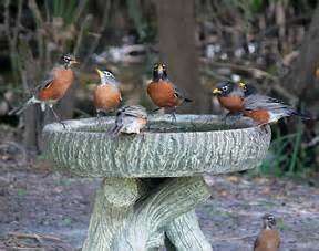 To learn how to participate go to the website. Bird watchers set a new record: Great Backyard Bird Count ...