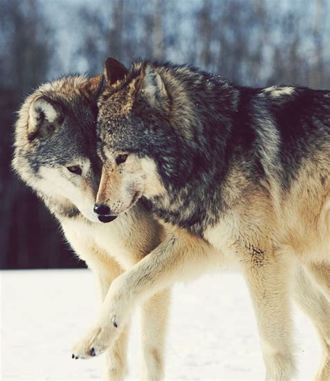 Two Wolves In Love More Beautiful Wolves Beautiful Dogs Animals