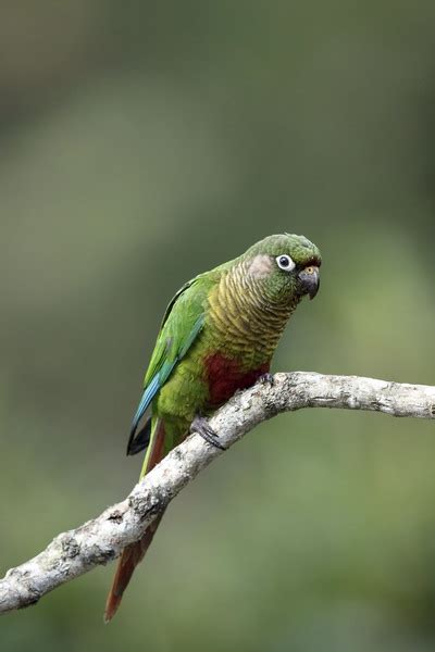 They do well in a large cage, although some breeders prefer a large flight cage. Parrot Encyclopedia | Maroon-bellied Conure | World Parrot ...
