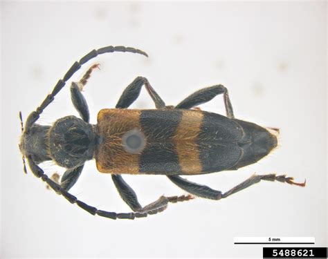 Juniper Bark Borer Semanotus Bifasciatus Coleoptera Cerambycidae