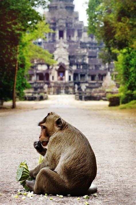 Monkey Angkor Wat Angkor Cambodia