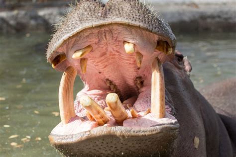 Foto Kenapa Gigi Kuda Nil Diburu Dan Membuatnya Semakin Terancam Punah