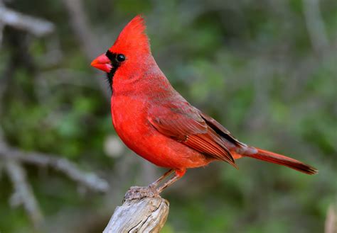 Cardinal History Facts Size Habitat Classification And Much More